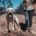 junge frau und schöner labrador retriever hund welpe in der natur auf einem berg beim spaziergang