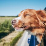 Dog travel by car