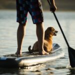Mix breed dog and man on stand up paddleboard on the lake water